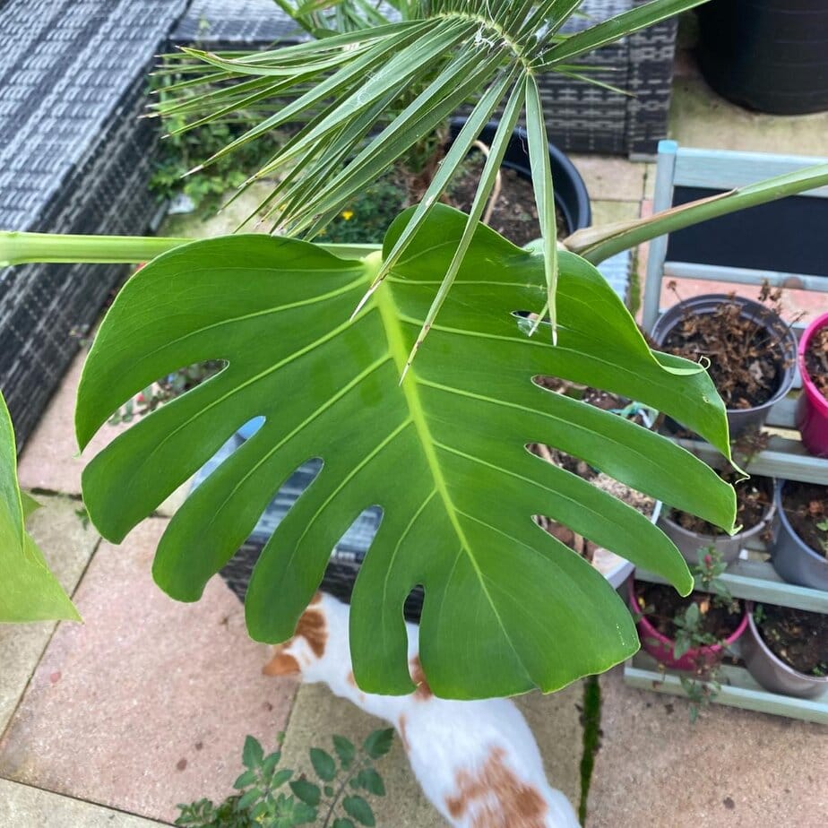 Monstera can live outside  but only if these 4 conditions are met - Planet  Houseplant