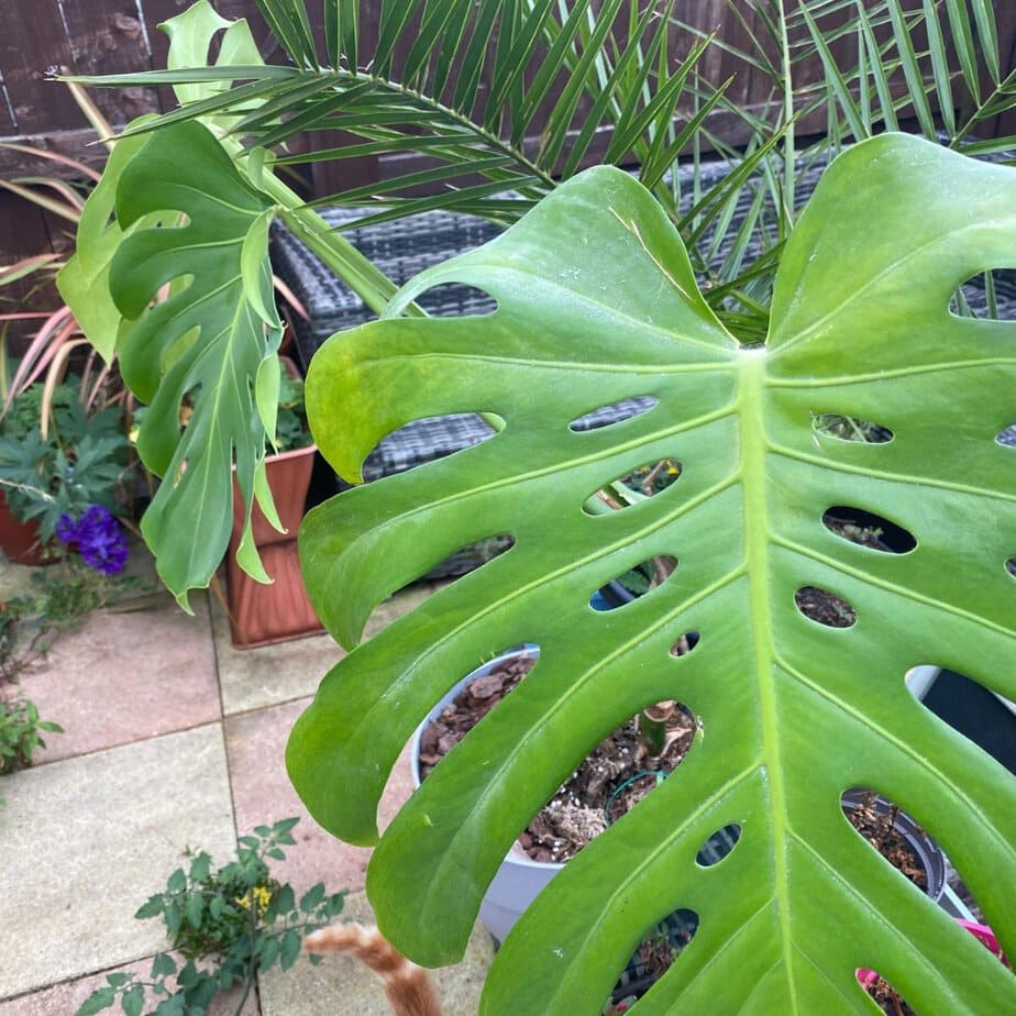 Monstera can live outside  but only if these 4 conditions are met - Planet  Houseplant