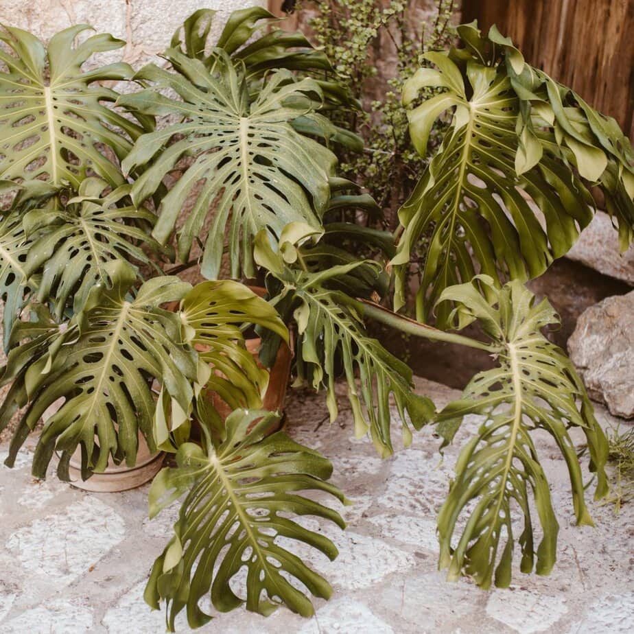 How to Get Fenestrations (Splits & Holes) In Monstera Deliciosa Leaves -  Planet Houseplant