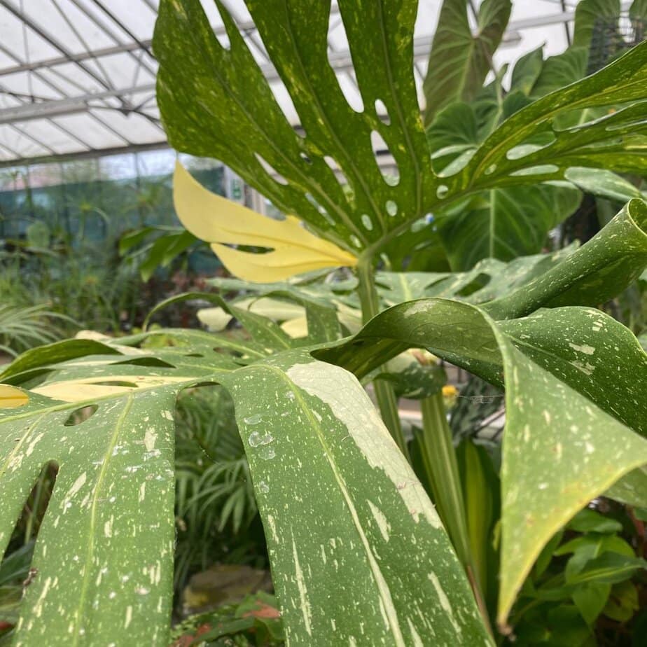 How to Get Fenestrations (Splits & Holes) In Monstera Deliciosa Leaves -  Planet Houseplant