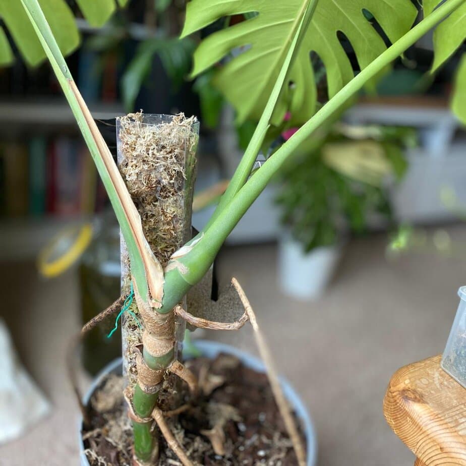 11 Reasons Your Monstera Deliciosa is Droopy (And How to Perk It Up) -  Planet Houseplant