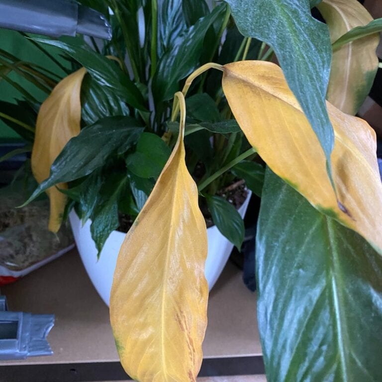 Watering - Planet Houseplant