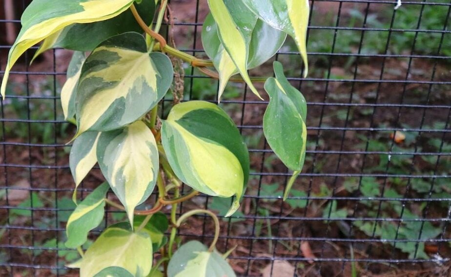 How to Care For Philodendron Brasil - Planet Houseplant