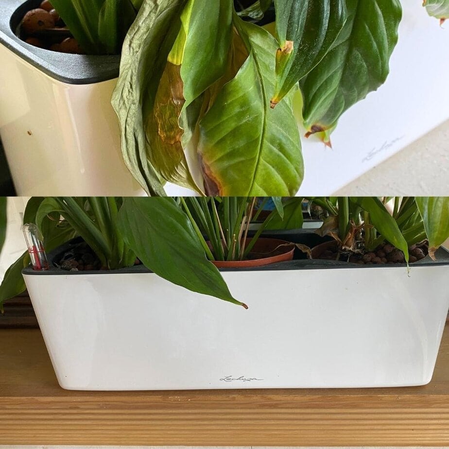 Best Self-Watering Planters: I Tested 8 So You Don't Have To (2026) -  Planet Houseplant