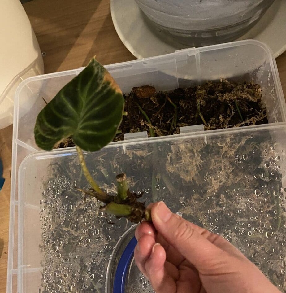 How to Care For Philodendron Verrucosum - Planet Houseplant