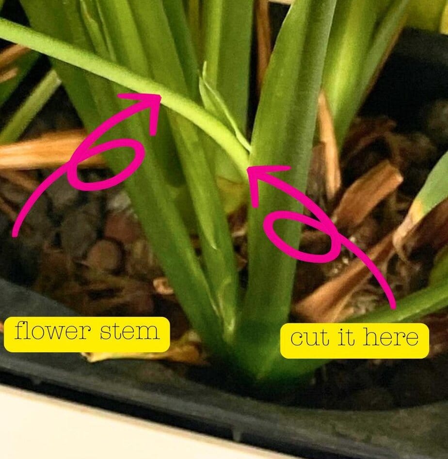 How To Prune A Peace Lily - Planet Houseplant