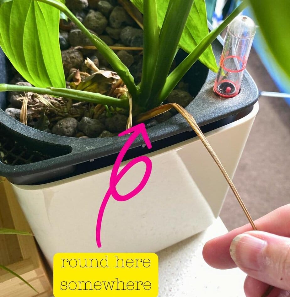 How To Prune A Peace Lily - Planet Houseplant