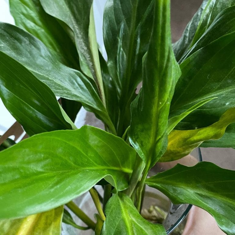 Peace lily - Planet Houseplant