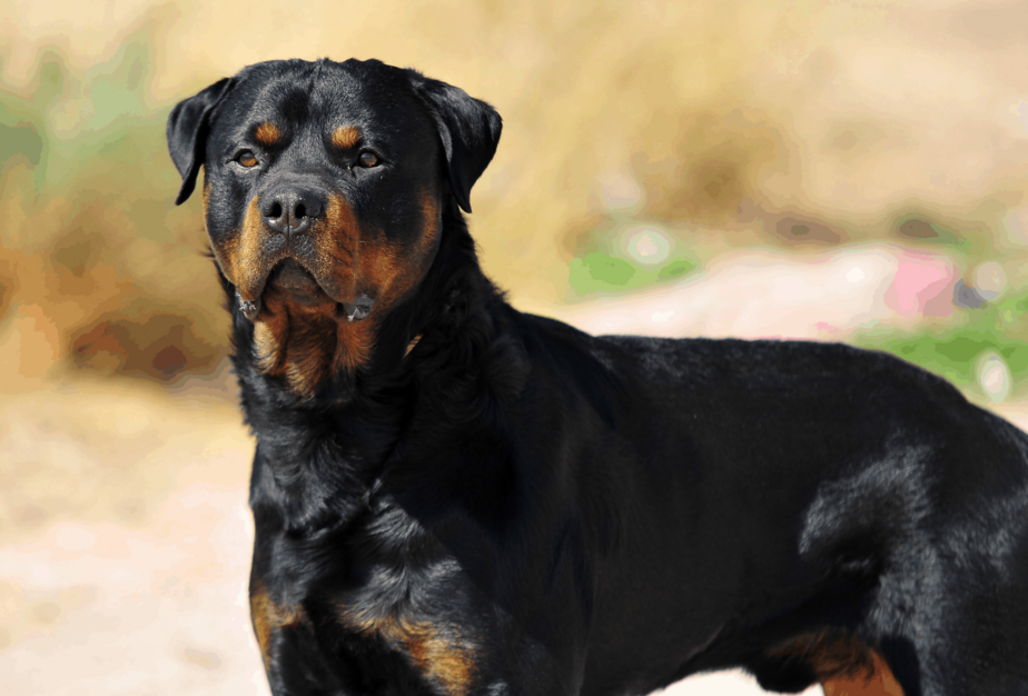 average size of a rottweilers neck
