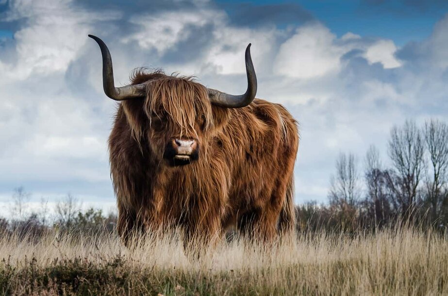 The Bull Spirit Animal Bulls are just mean animals in general. the bull spirit animal