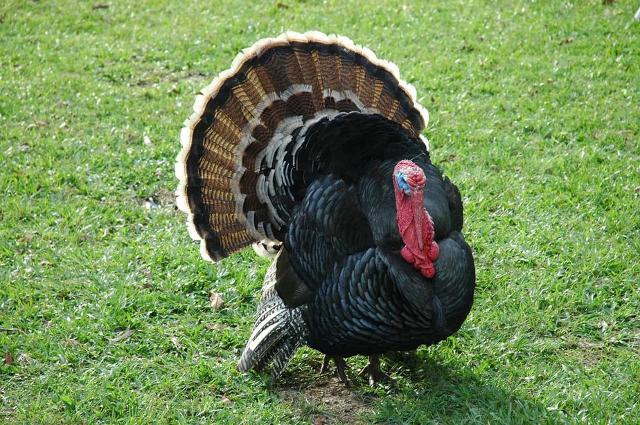 The Turkey Spirit Animal Ultimate Guide Meanings Symbolism Hindilerin tavuklara goere daha dayanikli, uzun oemuerlue, karkas randimani ve beslenme degerlerinin yueksek olmasi, yilbaşinda tueketimi, etinin sucuk salam gibi. the turkey spirit animal ultimate guide