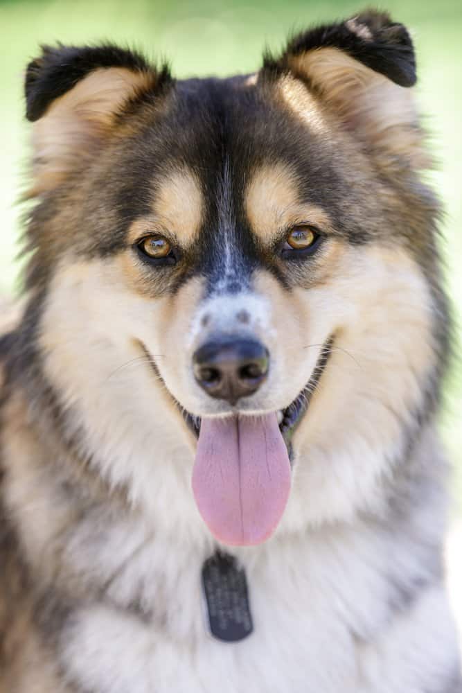 15 Important Facts About The German Shepherd Husky Mix