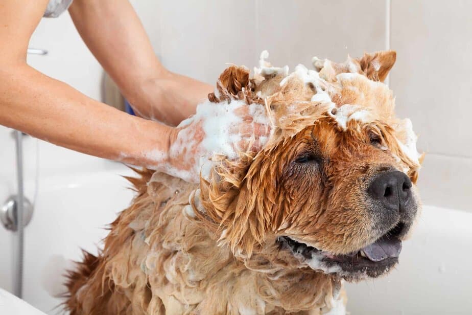  stop a dog from shedding: todocat.com