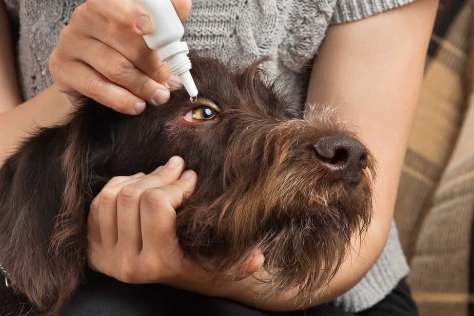 dog eye boogers