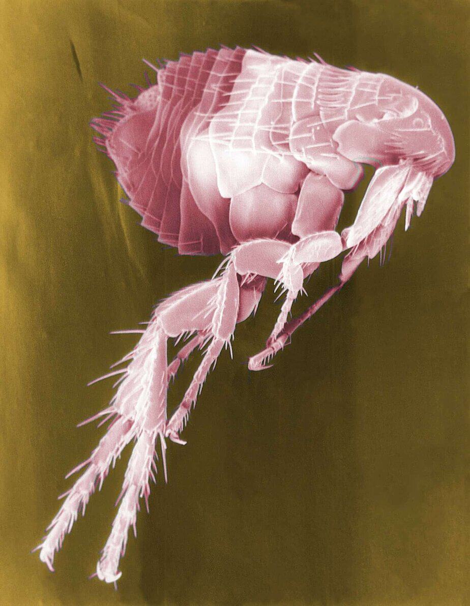 6 Home Remedies To Get Rid Of Fleas On Dogs Canine Weekly