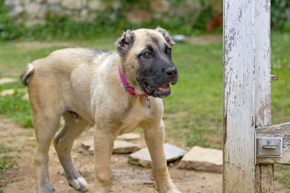 canine weekly