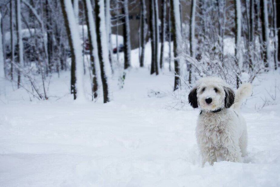 Sheepadoodle Understanding The Sheepdog Poodle Mix