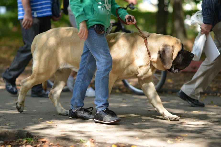 How old do english mastiffs live