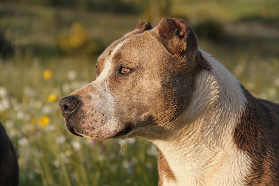 https canineweekly com the different types of pitbulls