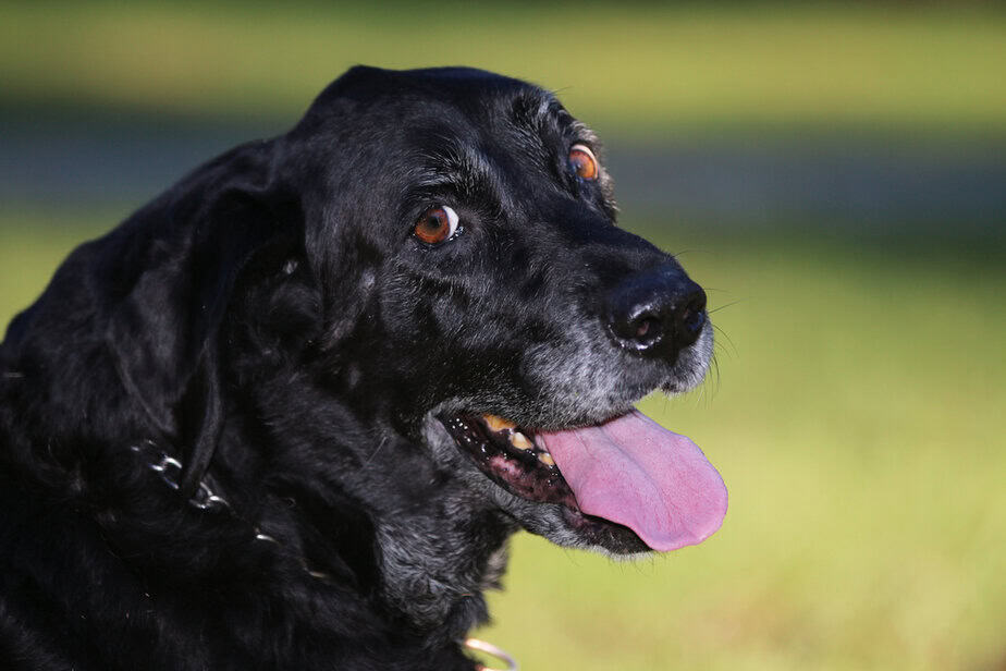 How Do You Crate Train An Older Dog With Separation Anxiety