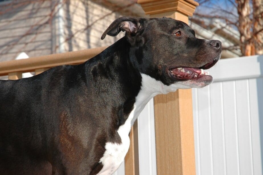pitbull lab mix labrabull facts