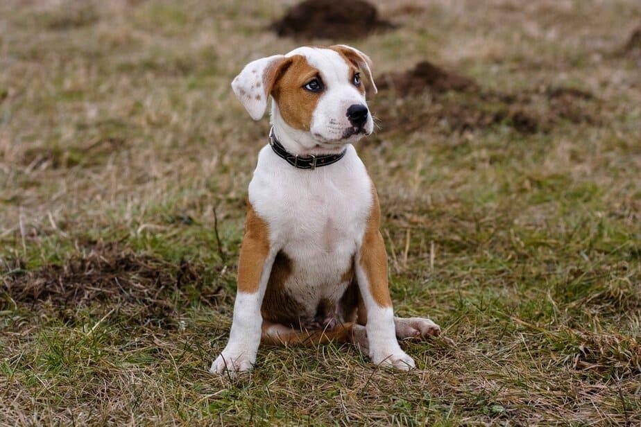 the 500 best pitbull names for new