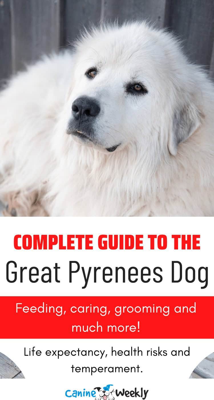 The Complete Guide To The Great Pyrenees Dog