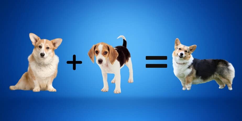 how big will a corgi beagle get