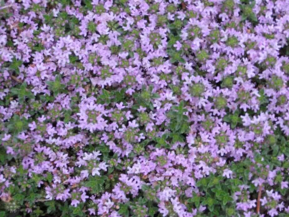 Is Creeping Thyme Toxic To Dogs