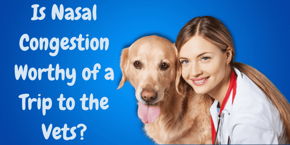 How Can You Tell If A Dog Is Congested