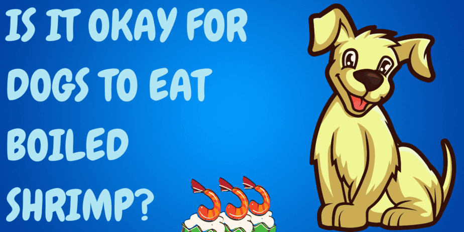 Will Shrimp Hurt Dogs