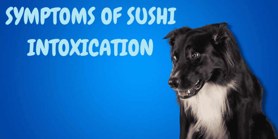 Can Dogs Eat Sushi Tuna