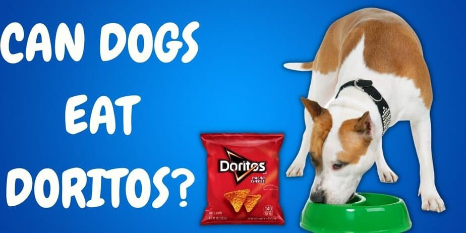 dog eating doritos