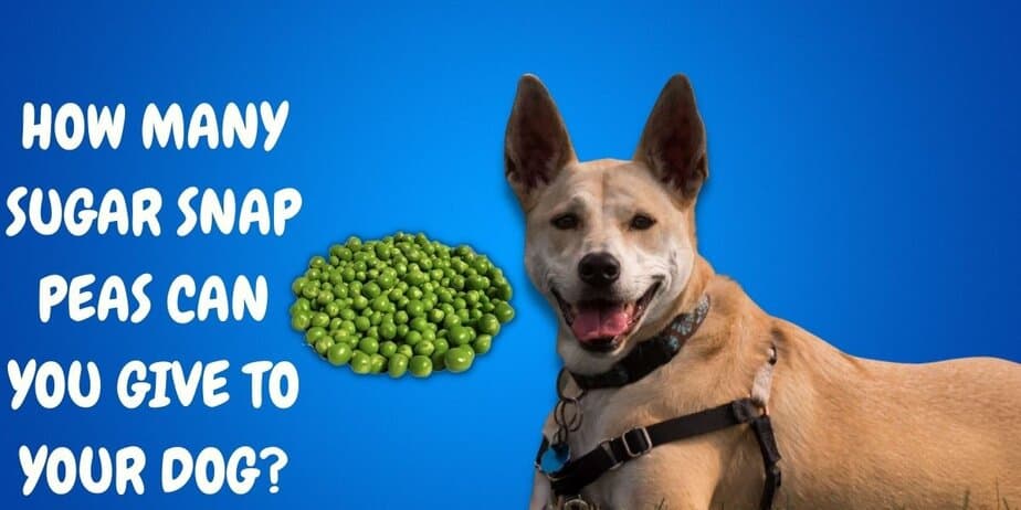 Are Sugar Snap Peas Safe Tor Dogs