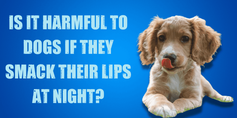 Why Do Dogs Smack Their Lips When You Pet Them