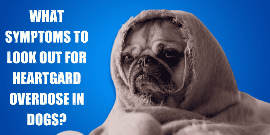 Can Too Much Heartgard Hurt A Dog