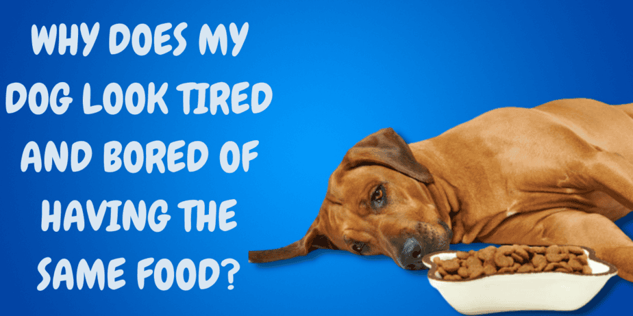 Do Dogs Get Bored Of Food
