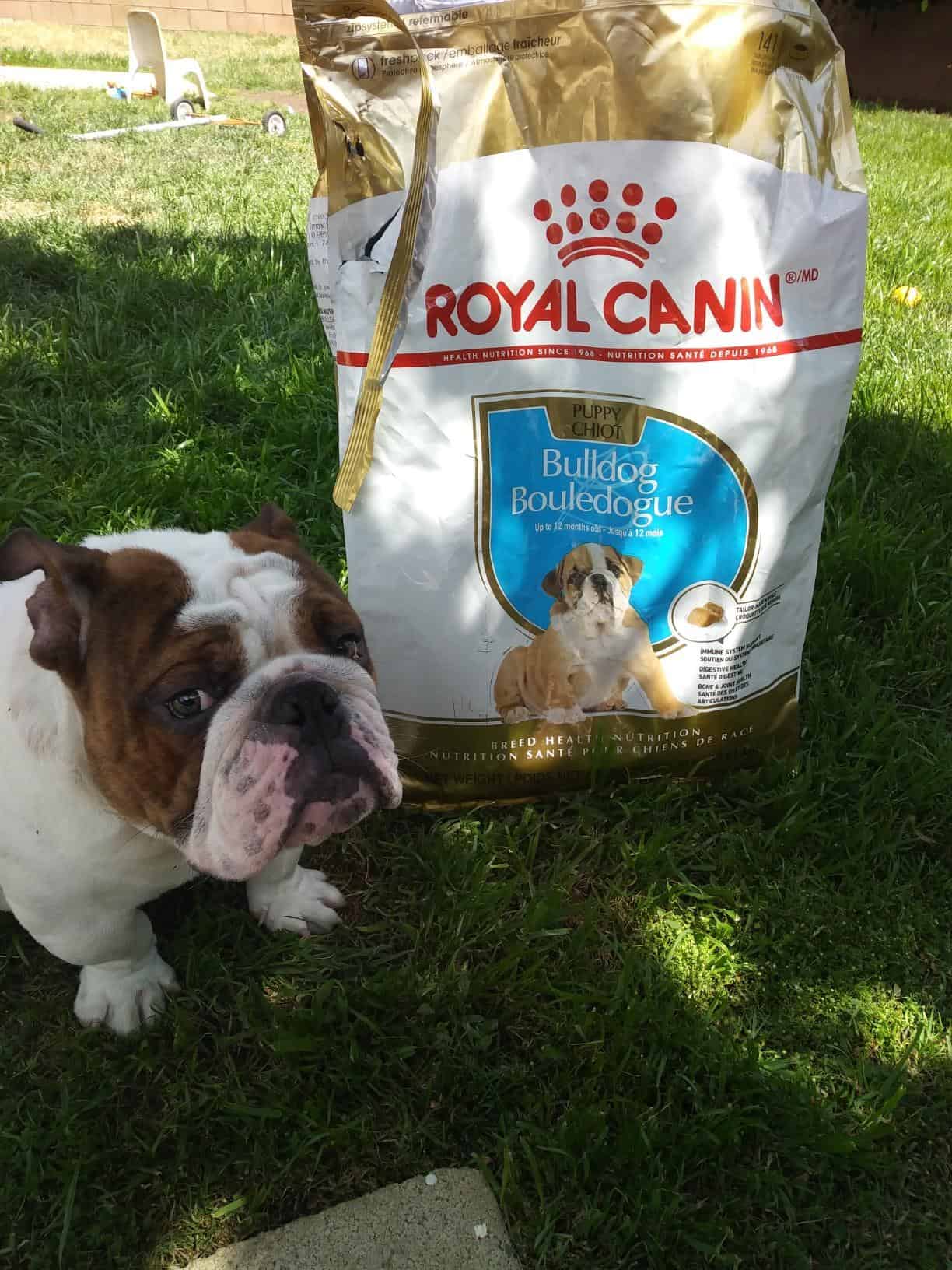 what-is-the-best-food-for-english-bulldog-puppies