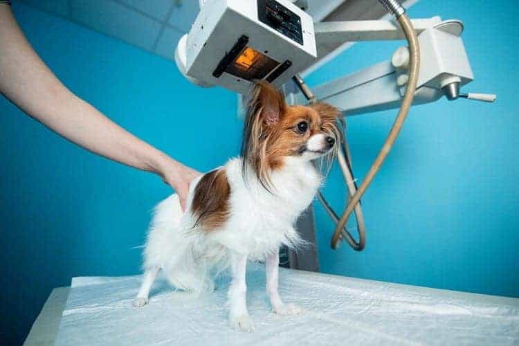How Much Does It Cost To Get An Xray On A Dog
