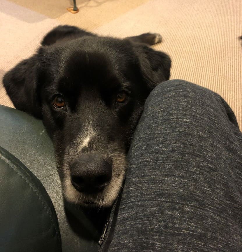 Why Does My Dog Nuzzle His Head Into Me