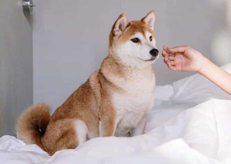 Can Too Much Heartgard Hurt A Dog