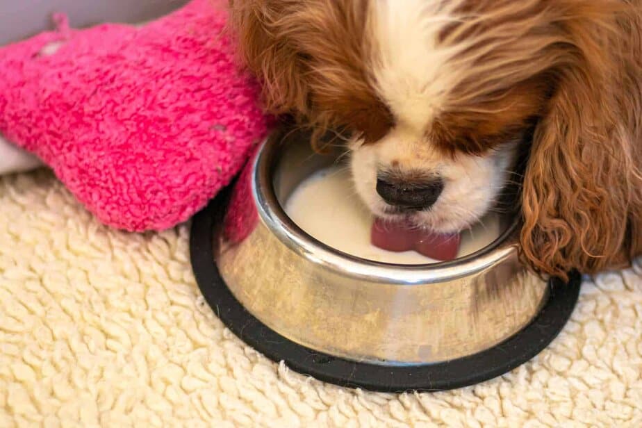 kefir and dogs