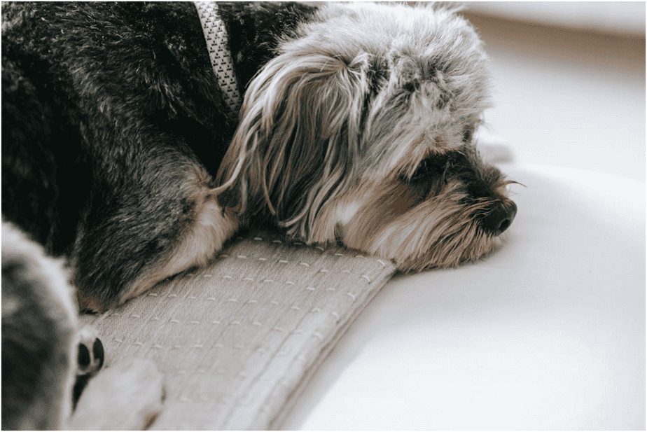 Why do dogs eyes roll back when they sleep