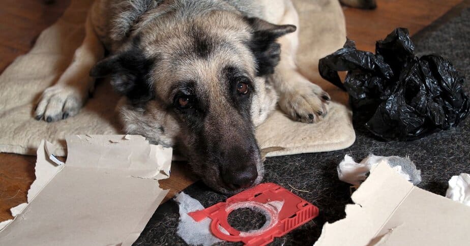 Why Do Dogs Eat Diapers