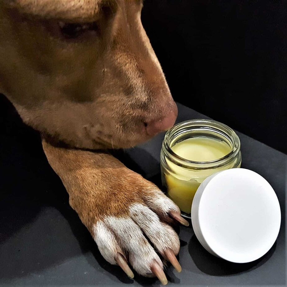 homemade dog paw balm