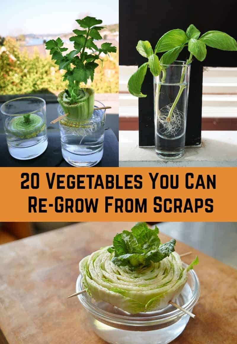 20 Vegetables You Can Re Grow From Scraps Keep reading for a list of 15 plants to how excited to be able to grow your own food instead of spending money on pricey kale at the grocery store! 20 vegetables you can re grow from scraps