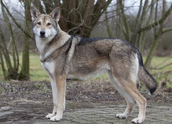 domestic dog closest to wolf