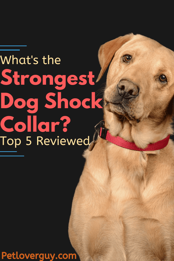 Powerful shock collar for dogs clearance