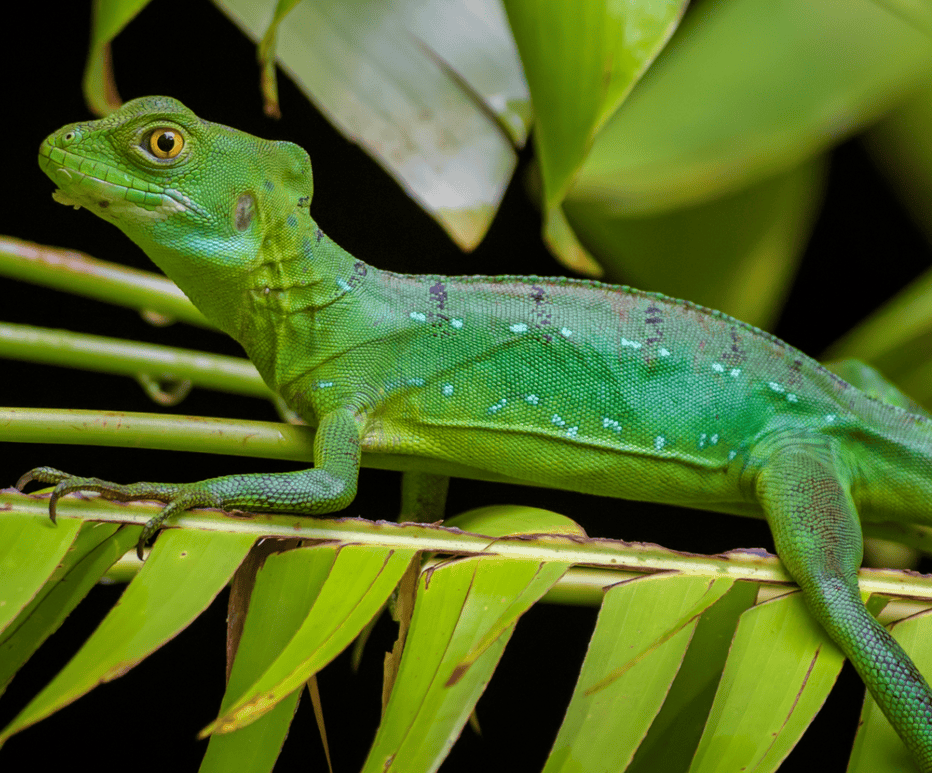 Green Basilisk Lizard Running On Water Hd