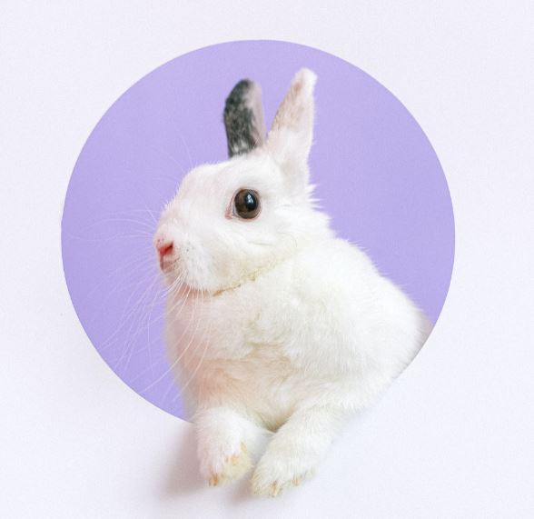 automatic rabbit feeder pets at home